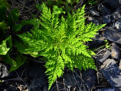 Floral plant natural