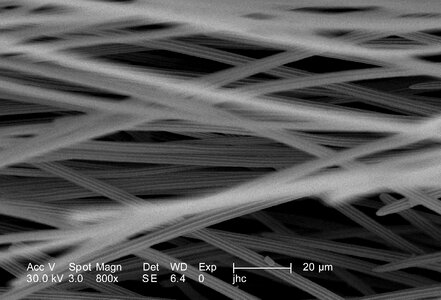 Morphology moth ultrastructural photo