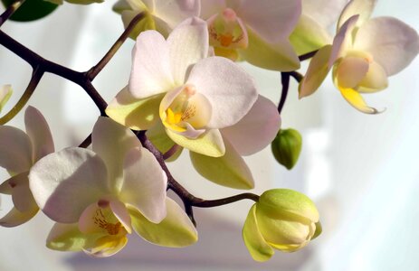 Beautiful Flowers beautiful photo blooming
