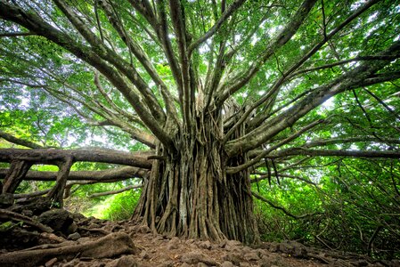 tree nature sun