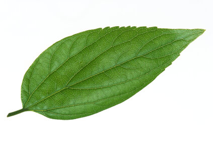 One green leaf