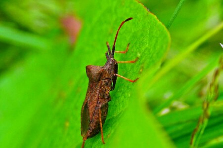 Animal arthropod beetle