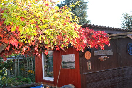 Colorful vine at grandpa’s garden
