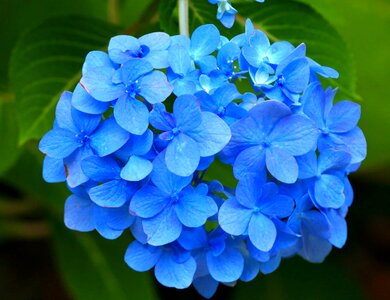 Beautiful beautiful flowers blooming