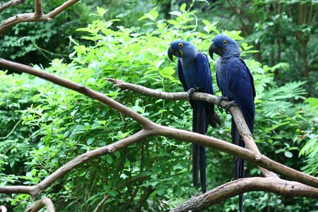 Animals bird fly photo