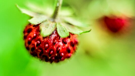 Sweet food fresh