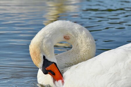 Swan lake water