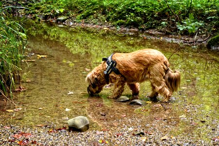 Animal water drink