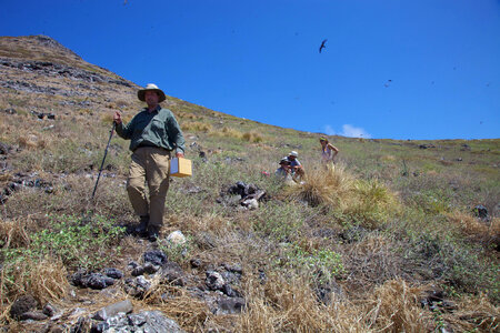 Nihoa Millerbird Translocation-4