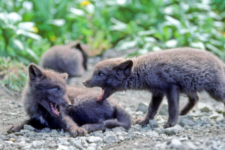 Fox Pups-1 photo