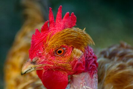 Poultry crete farm photo