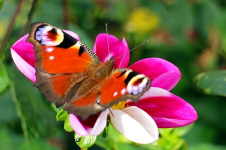 Butterflies edelfalter blossom photo