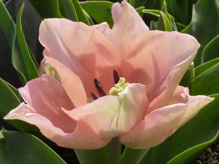 Tulip flower pink