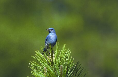 Bluebird tree wildlife photo