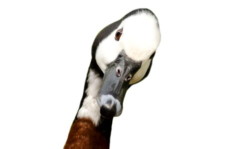 Beak bird black
