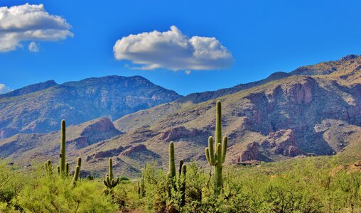 Beautiful scenery cactus photo