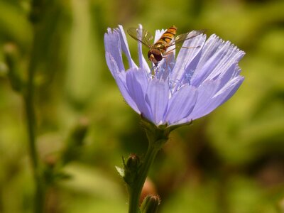 Common chicory chicory flower