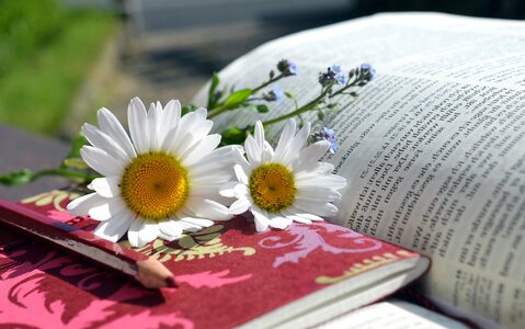 Beautiful Photo book daisy