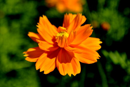 Orange Flower photo