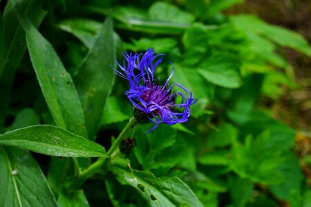 Bloom blue purple