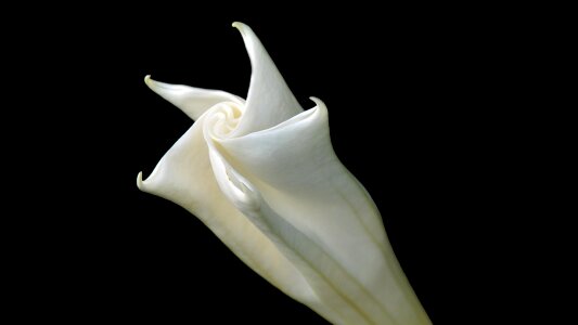 Nature petal flora