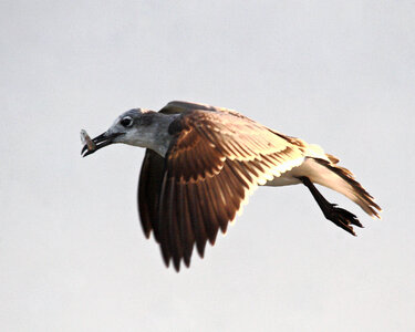 Herring Gull-2 photo