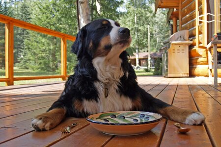 Nature dog canine photo