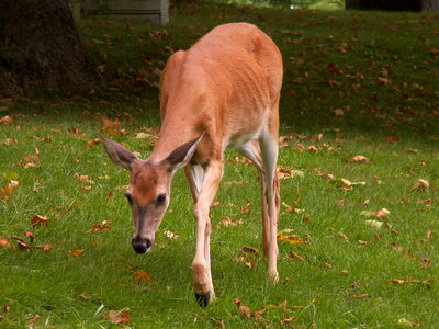 White-tailed deer in grass photo