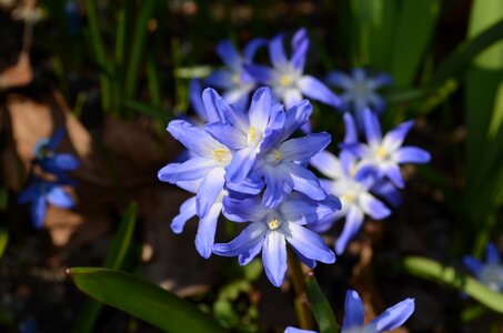 Plant summer flowers blue flowers