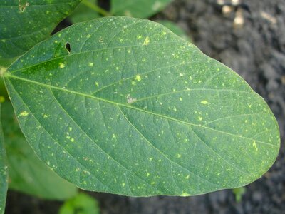 Green leaf summer soybean