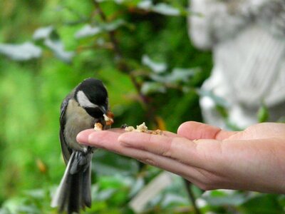 Food feeding bird feeding photo