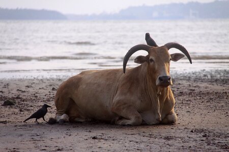 India goa gray beach photo