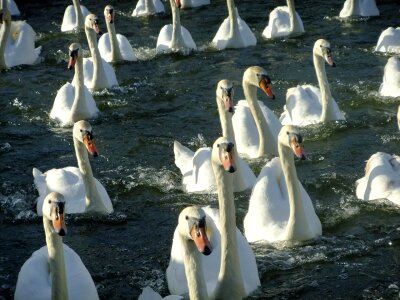 Water white mute swan photo