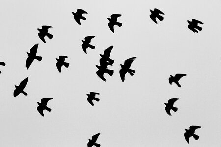 Doves animals freedom