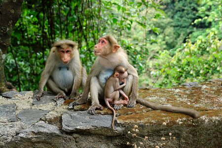 Three Macaques Monkey Family photo