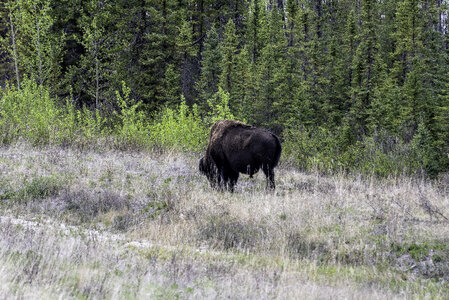 A Bison grazing at Mckenzie Bison Range