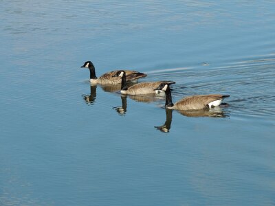 Birds nature reflection photo