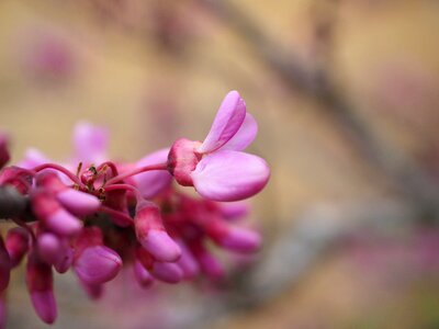 Pink ordinary judas tree cercis siliquastrum photo