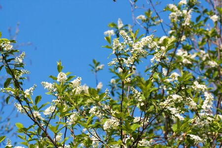 blossoming tree photo