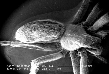 Brown spider 