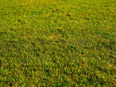 Meadow green texture