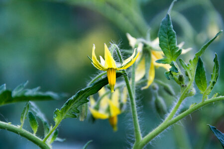 Yellow flower