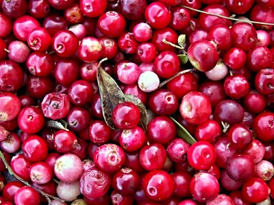 Harvest cranberry berries