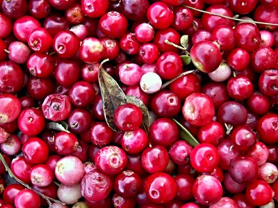 Harvest cranberry berries photo