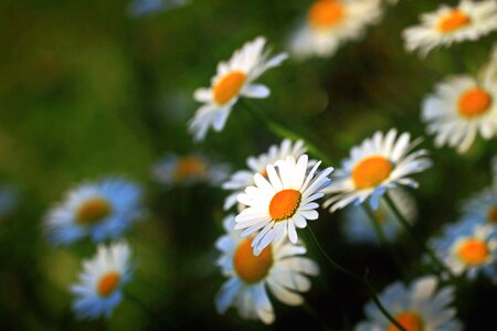 Blossom daisy flora