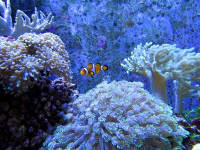 Tropical fish in the sea beauty photo
