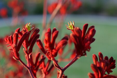 Haemodoraceae kangaroo plant