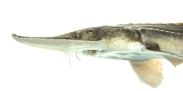 Two year old pallid sturgeon photo