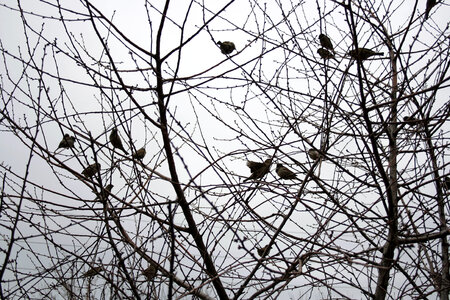 Birds in tree photo
