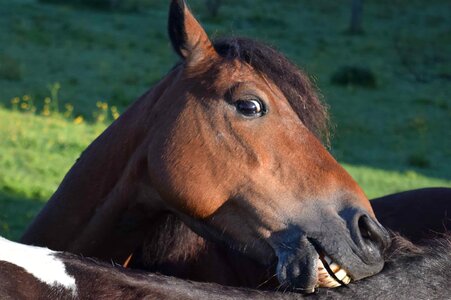 Animal brown cavalry photo